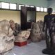 IMG 6117 Manusia Purba Jenis Homo yang Ditemukan Di Indonesia