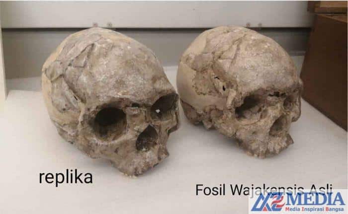IMG 6118 Manusia Purba Jenis Homo yang Ditemukan Di Indonesia