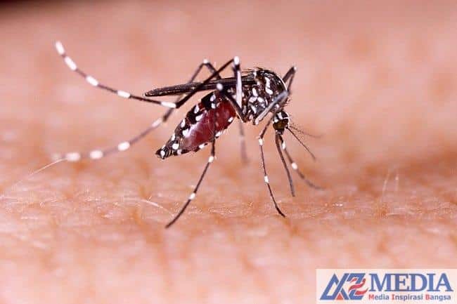 mengenali ciri ciri nyamuk aedes aegypti penyebab dbd Mengerikan, Kasus DBD 2024 di Tulungagung sudah Makan Tiga Korban