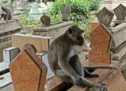 monyet ngujang tulungagung hidup di tengah kuburan 6 169 Di Luar Nalar,Monyet- monyet di Makam Ngujang Tulungagung Jelmaan Manusia