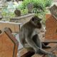 monyet ngujang tulungagung hidup di tengah kuburan 6 169 Di Luar Nalar,Monyet- monyet di Makam Ngujang Tulungagung Jelmaan Manusia