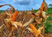 Harga jagung jawa timur Selingkarwiliscom 1787594880 Kelangkaan jagung mempengaruhi inflasi di Tulungagung, Pj Bupati: Beras Relatif Terkendali