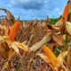 Harga jagung jawa timur Selingkarwiliscom 1787594880 Kelangkaan jagung mempengaruhi inflasi di Tulungagung, Pj Bupati: Beras Relatif Terkendali
