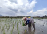 Sawah31 1408980203 Panen Raya di Tulungagung Mundur, Diduga jadi Penyebab Harga Beras Naik