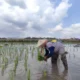 Sawah31 1408980203 Panen Raya di Tulungagung Mundur, Diduga jadi Penyebab Harga Beras Naik