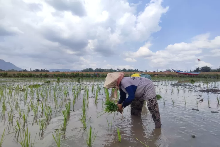 Sawah31 1408980203 Panen Raya di Tulungagung Mundur, Diduga jadi Penyebab Harga Beras Naik