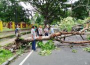 mgt7u5es6xm5glz Cuaca Buruk, Pemotor Jadi Korban tertimpa pohon tumbang di Tulungagung