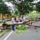 mgt7u5es6xm5glz Cuaca Buruk, Pemotor Jadi Korban tertimpa pohon tumbang di Tulungagung