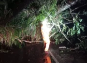 pohon tumbang 1 142414463 Pohon Berdiameter 1 Meter Tumbang Rusak Dua Rumah hingga Sebabkan Arus Lalu Lintas Lumpuh Total